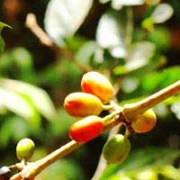 Caffe' Castorino Gold Arabica Ground Italian Coffee