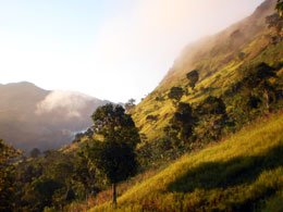 Haitian Coffee. Med-Dark, Cuckoo-Roo Whole Bean, Single bag)
