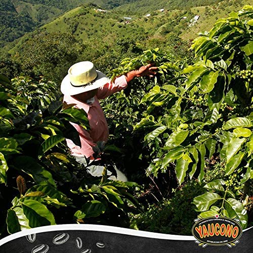 Yaucono Ground Coffee, Arabica, Medium Roast, Puerto Rico, 10 Ounce Can (Pack of 1)
