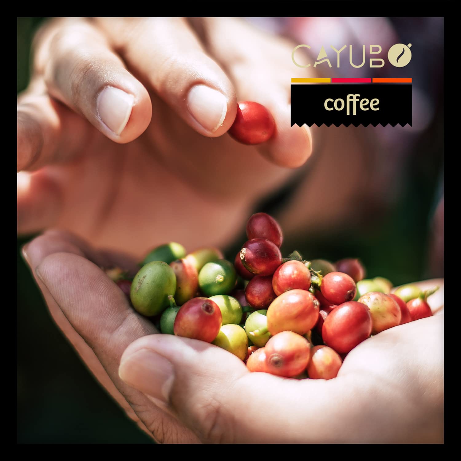 Cayubo Coffee - Single Origin Bolivian Altitude Beans, Roasted at 13.326 Feet - Medium Roast Ground Coffee, 12 oz, grown at 1750 m.a.s.l - Adventure Coffee