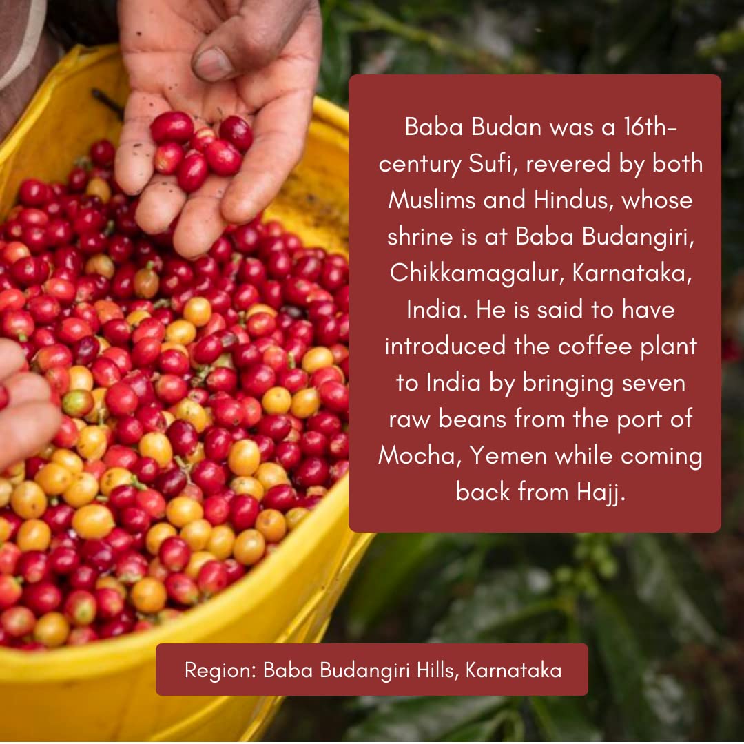 Toffee Coffee Roasters | Baba Budangiri Coffee | Finest Indian Specialty Coffee |100% Arabica Medium Dark Roast Grind: French Press | Coffee Notes: Toasted Nuts, Earthy and Dark Chocolate - 9 oz (250g)