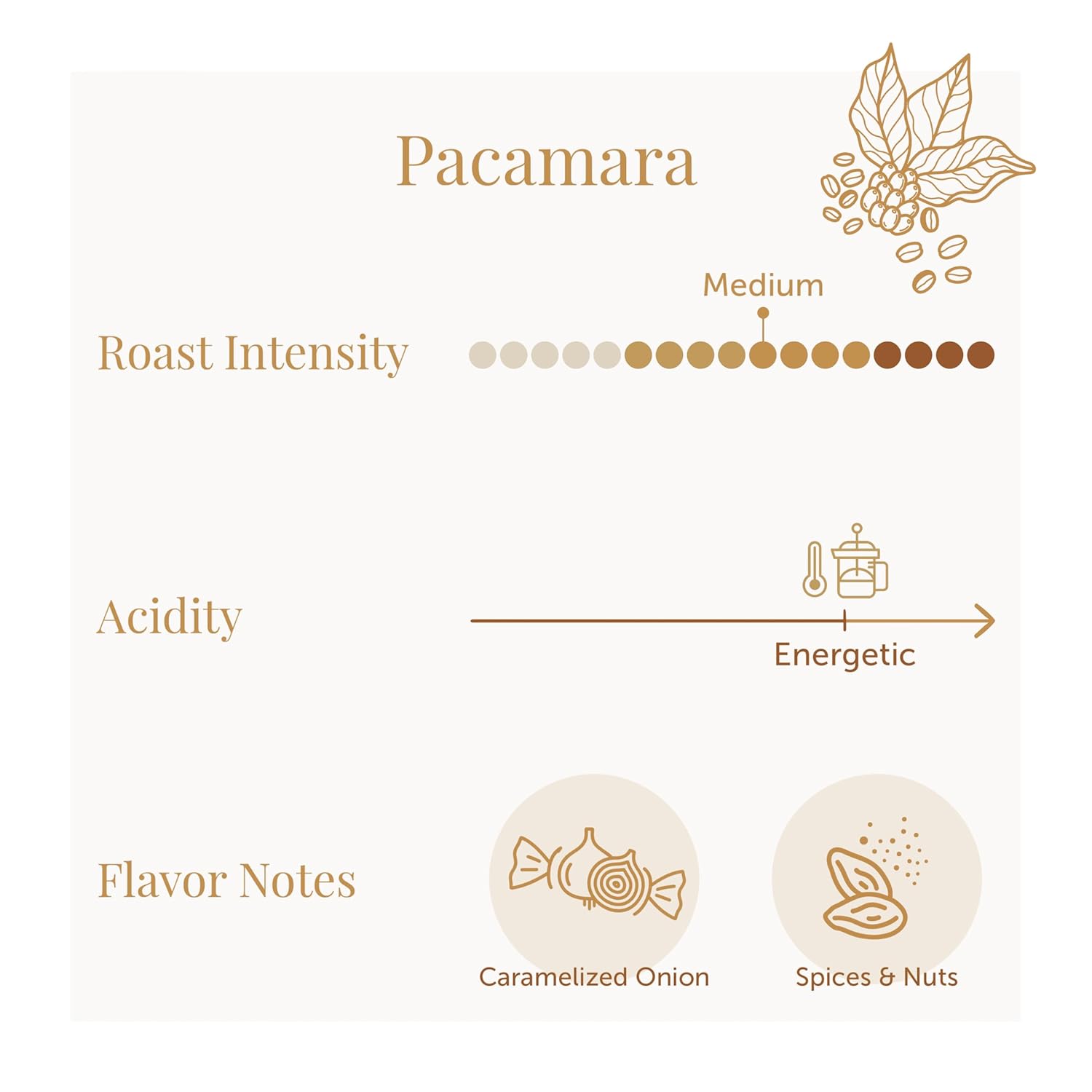 Bean of Fire Specialty Ground Coffee Pacamara Honey | 100% Made in El Salvador | Gourmet Quality | Medium Roast | Premium Coffee Gift | Single Origin | 16 oz
