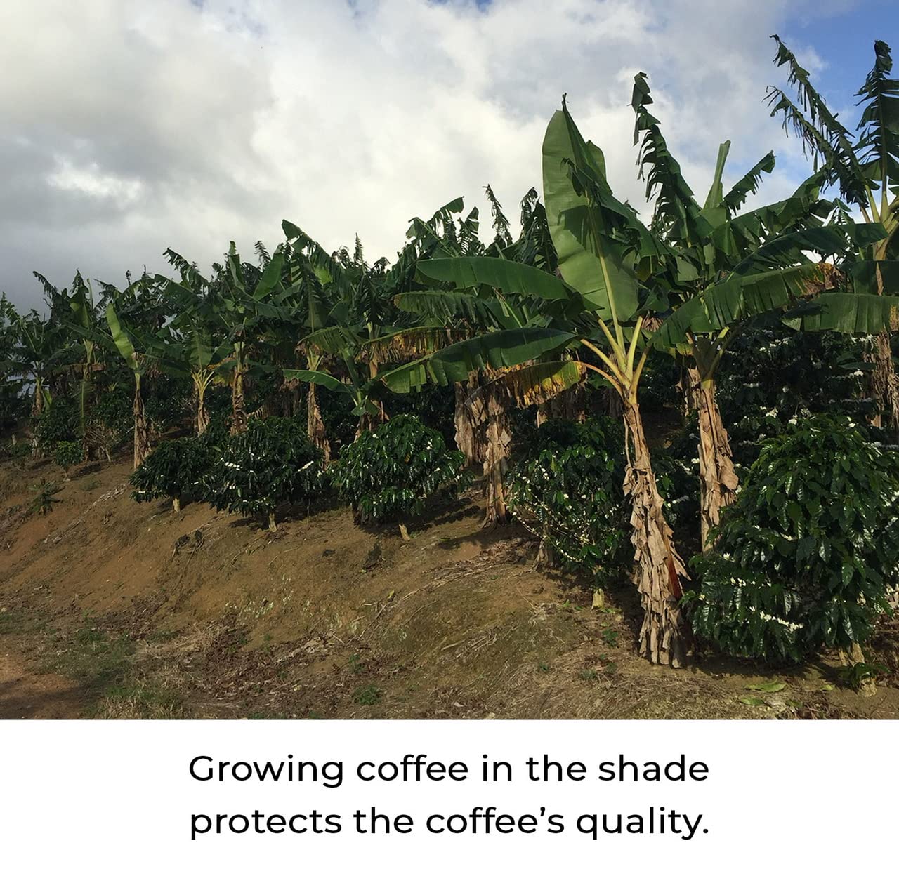 Julian Coffee - Ground Specialty Grade, Single Origin Arabica Coffee From Puerto Rico. Low Acid. 12oz.