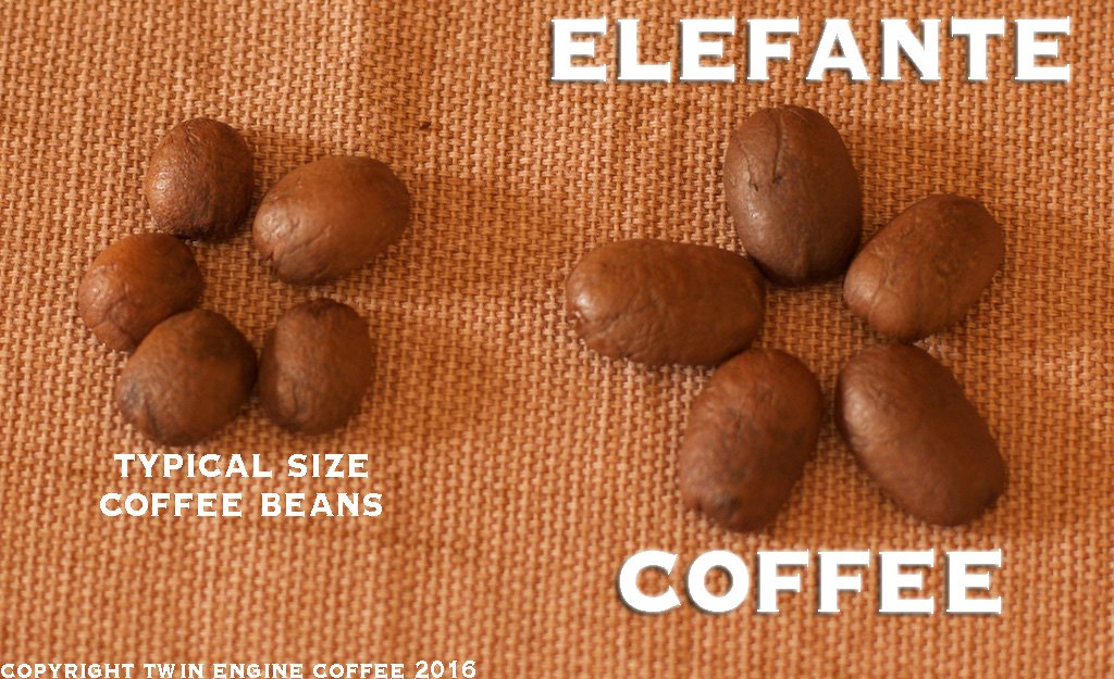 Twin Engine Coffee, ELEFANTE RESERVE Limited Edition, Ground, Nicaragua's Coffee, 300g 10.6o