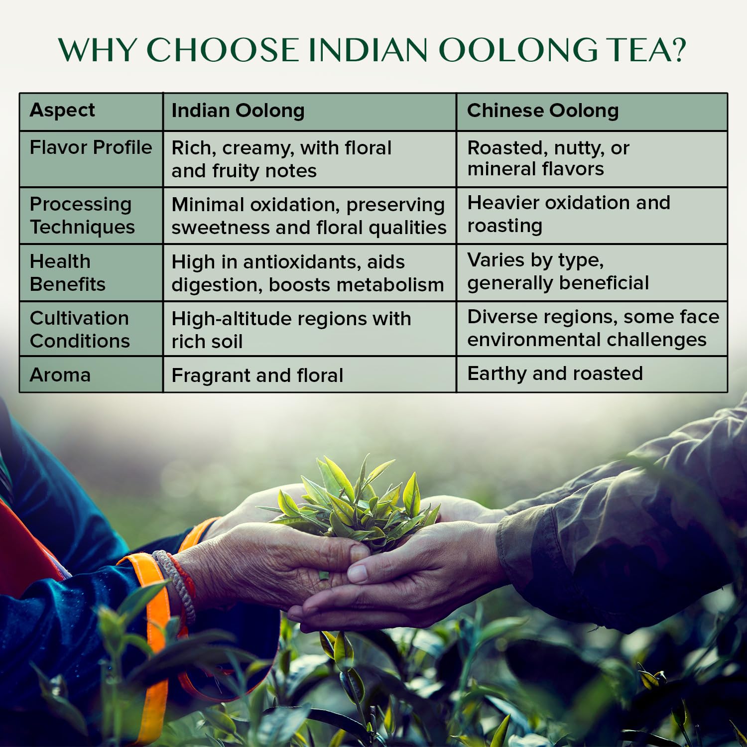 VAHDAM Imperial Oolong Tea Leaves From The Blue Mountains (25 Cups/1.76oz) Loose Leaf | Brew Hot Or Iced Tea