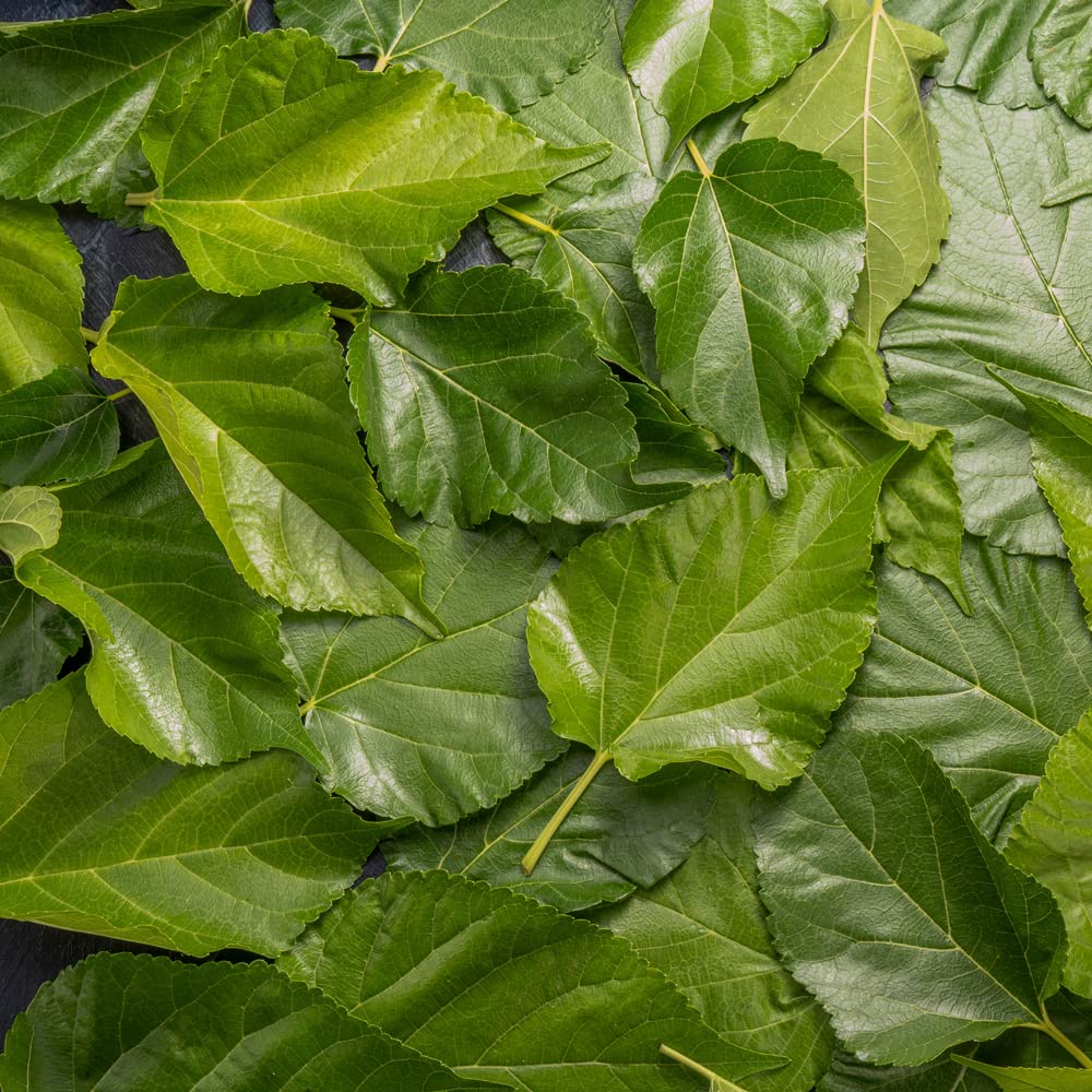 White Mulberry Leaf Tea 60-Teabags (Morus Alba) - 1.5g X 60 Tea Bags