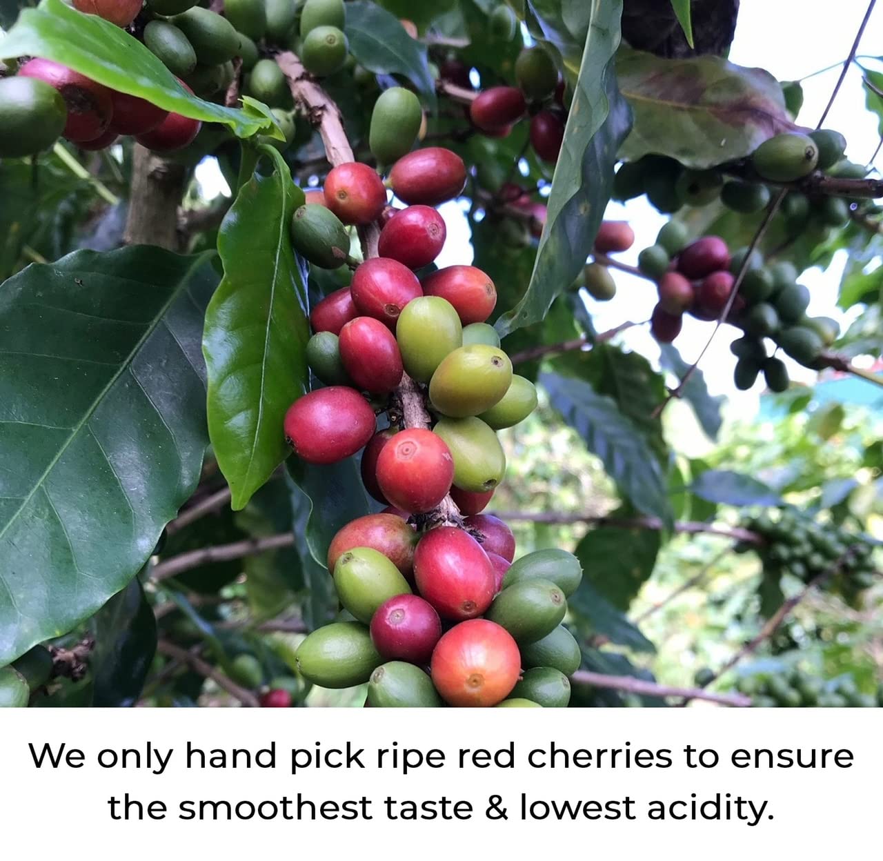 Julian Coffee - Ground Specialty Grade, Single Origin Arabica Coffee From Puerto Rico. Low Acid. 12oz.