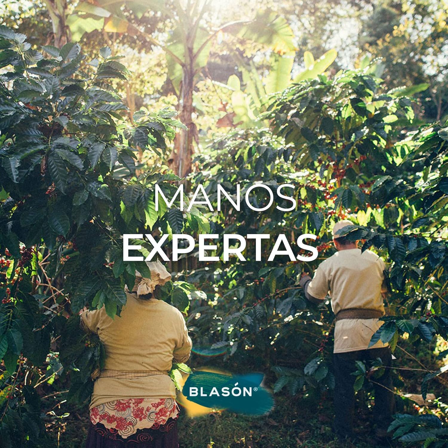 Cafe Blason Mexican Gourmet Coffee High Grown 100% Arabica 35.3 Ounces Café Mexicano Gourmet de Altura 1000 gramos - Classic Roast Ground Coffee Café Tostado y Molido Americano