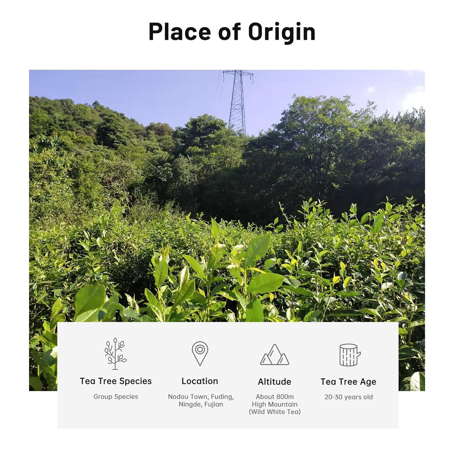 iTeaworld Gongmei White Tea 2024 Spring Harvest - Premium Chinese Tea from Fuding Fujian, Low Caffeine Multiple Steeping, Smooth Mellow Taste - Perfect for Daily Drinking & Relaxation - Ideal for Tea Enthusiasts 1 Pack(1.76oz)