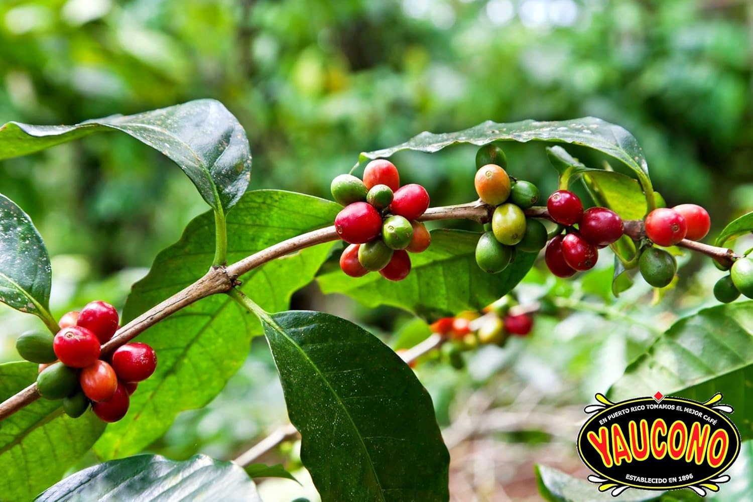 Yaucono Ground Coffee, Arabica, Medium Roast, Puerto Rico, 10 Ounce Can (Pack of 1)
