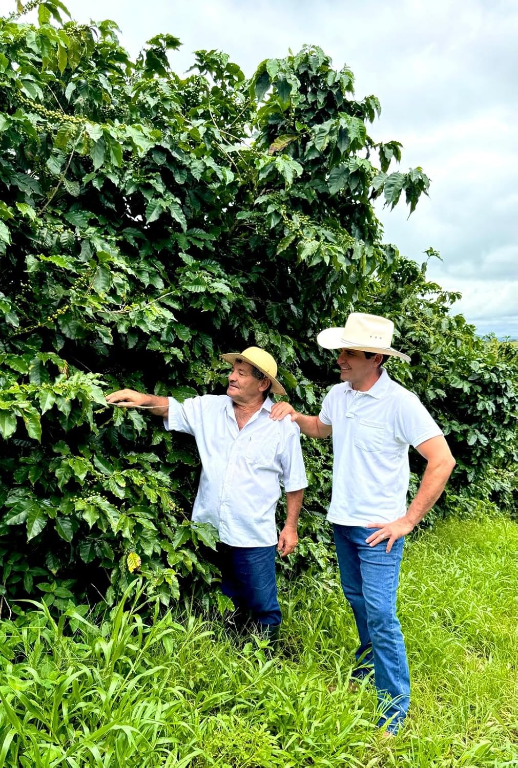 Farm to Cup, Family-Owned Coffee – Benedito Espresso – Dark Roast Ground Coffee Single Origin Brazilian Coffee – Direct Trade – 12oz Bag