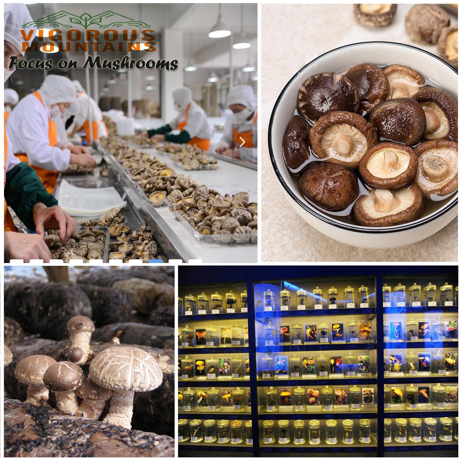VIGOROUS MOUNTAINS Dried Shiitake Mushrooms for Cooking, 2-3CM Dehydrated Mushrooms, Dry Fresh Vegan No Fumigation Sulfur (4Oz)