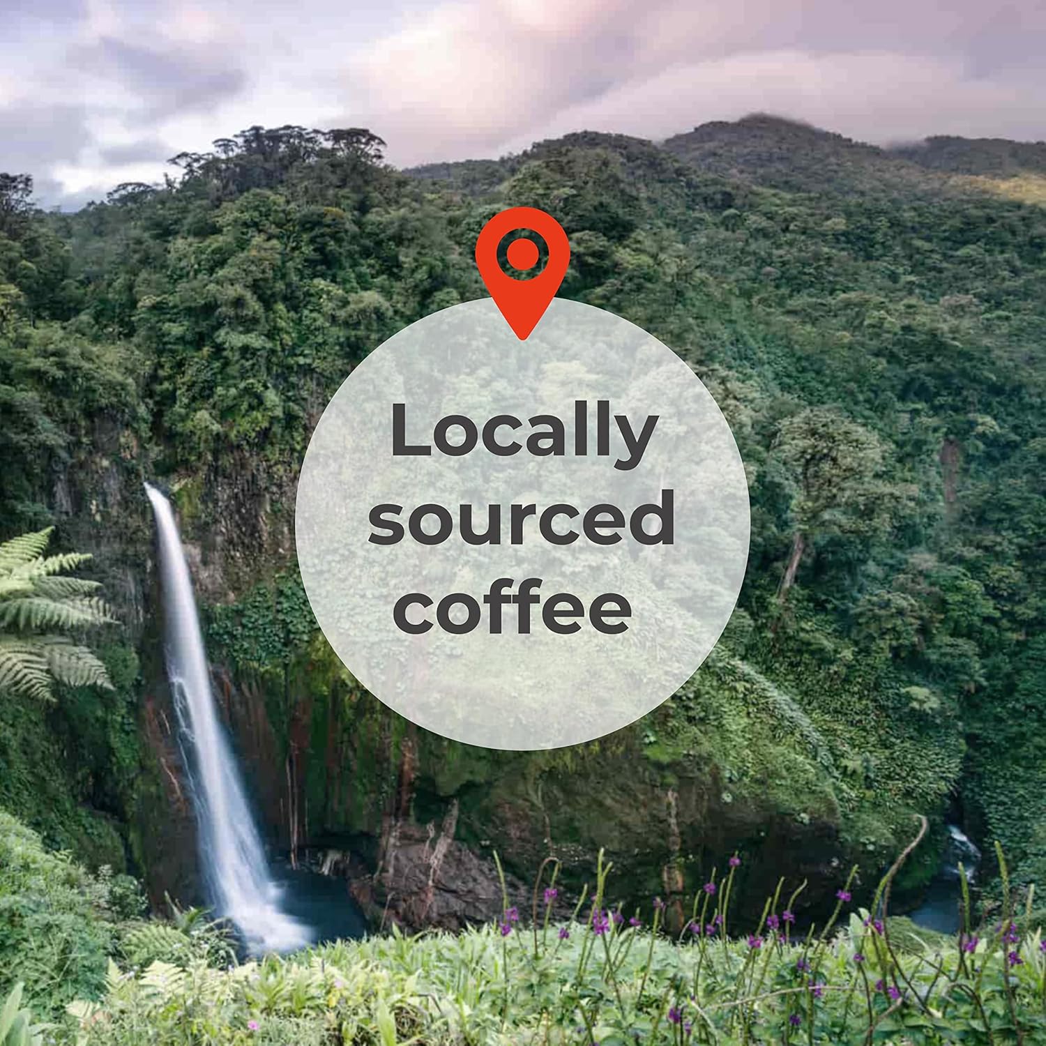 Coffee from Mexico I Medium Roast Whole Beans I 12 OZ - 340 Grams I Marachi Chiapas Region I by Liquid Gold Coffee I Single Origin Coffee I Roasted Fresh and Made in USA I Strickly Hard Bean High Altitude
