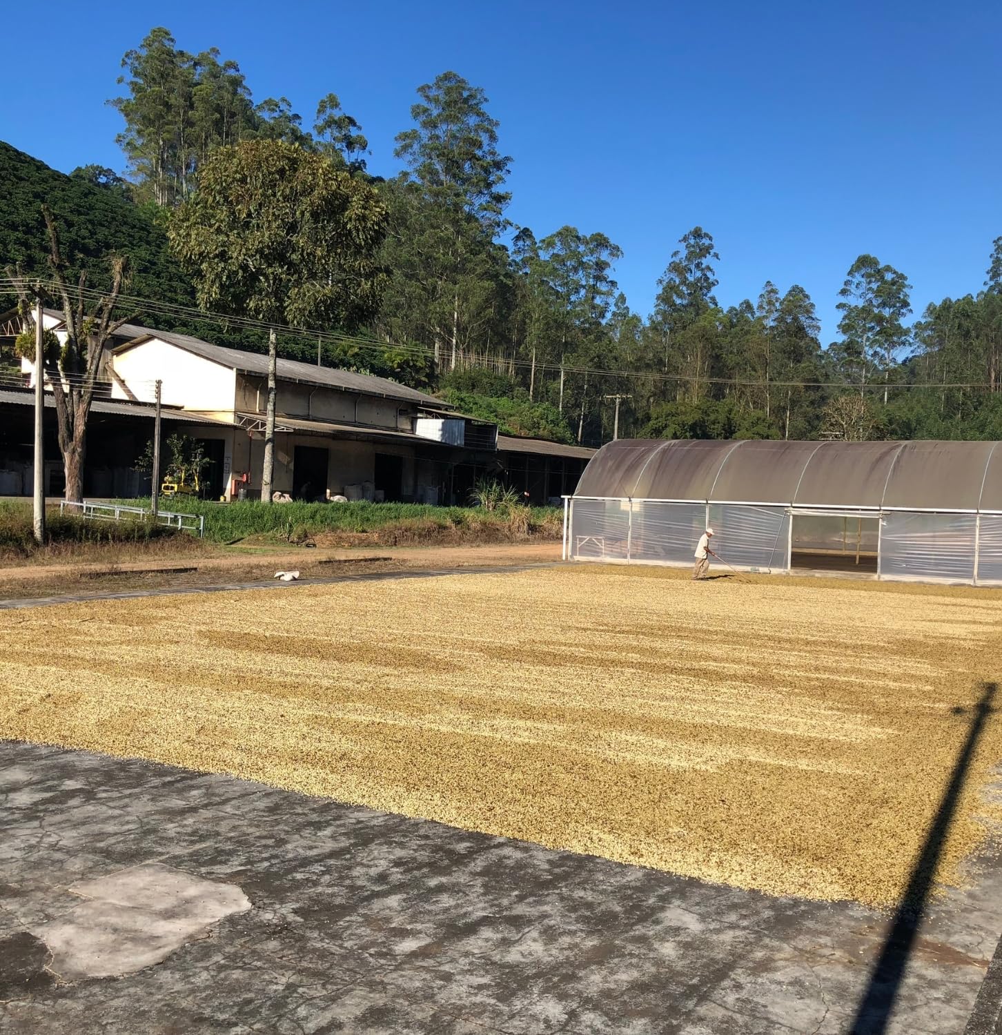 Black Tucano Specialty Coffee - Brazilian Ground Medium Roast Coffee - Single Origin Ground Coffee - 8.8 Ounces 250 Gr