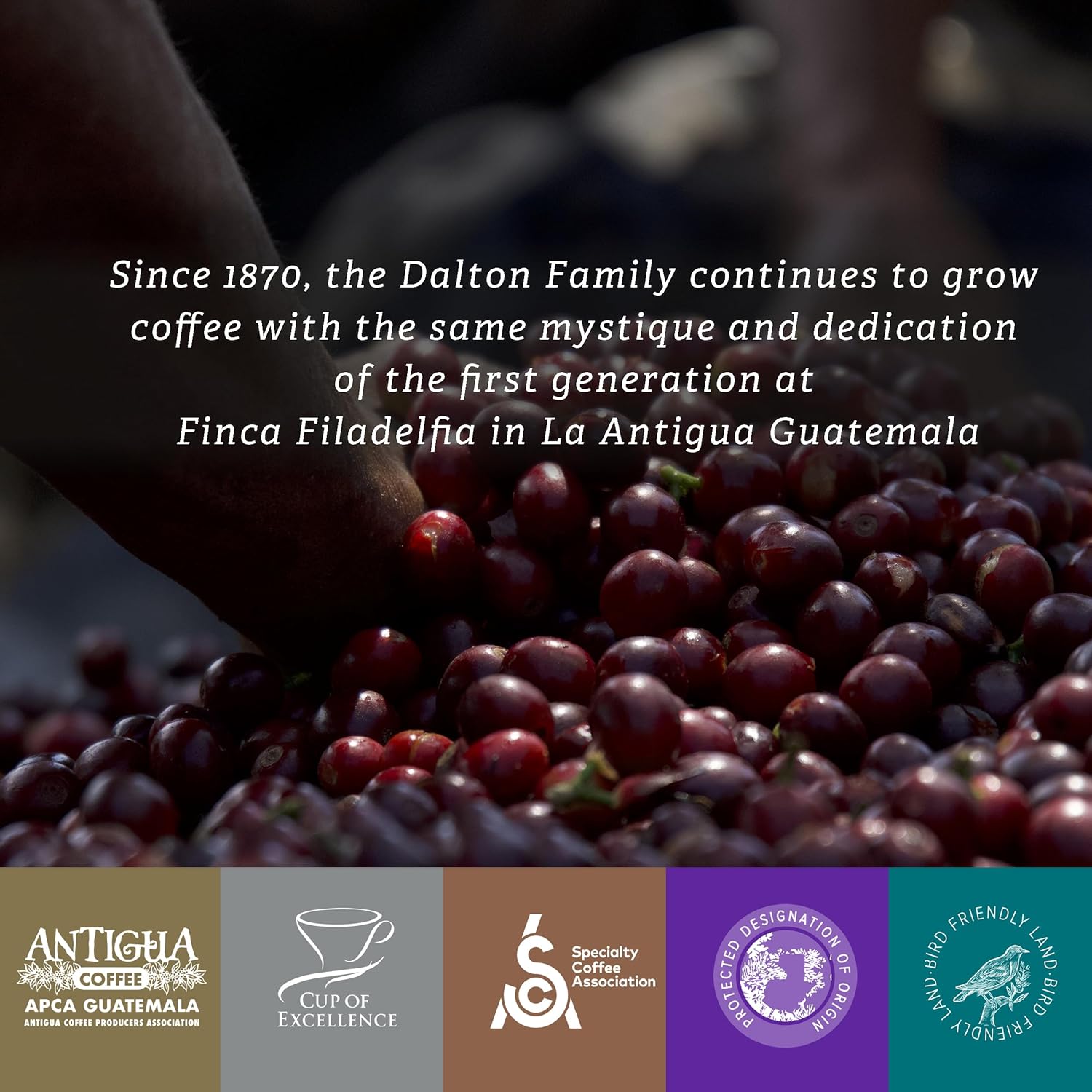 R. Dalton Coffee Supremo Estate Blend Ground Coffee - Medium Roast - Flora And Citric Fruit Notes - All Brewing Methods - Premium Quality – From Antigua Guatemala – 100% Arabica - 12 oz