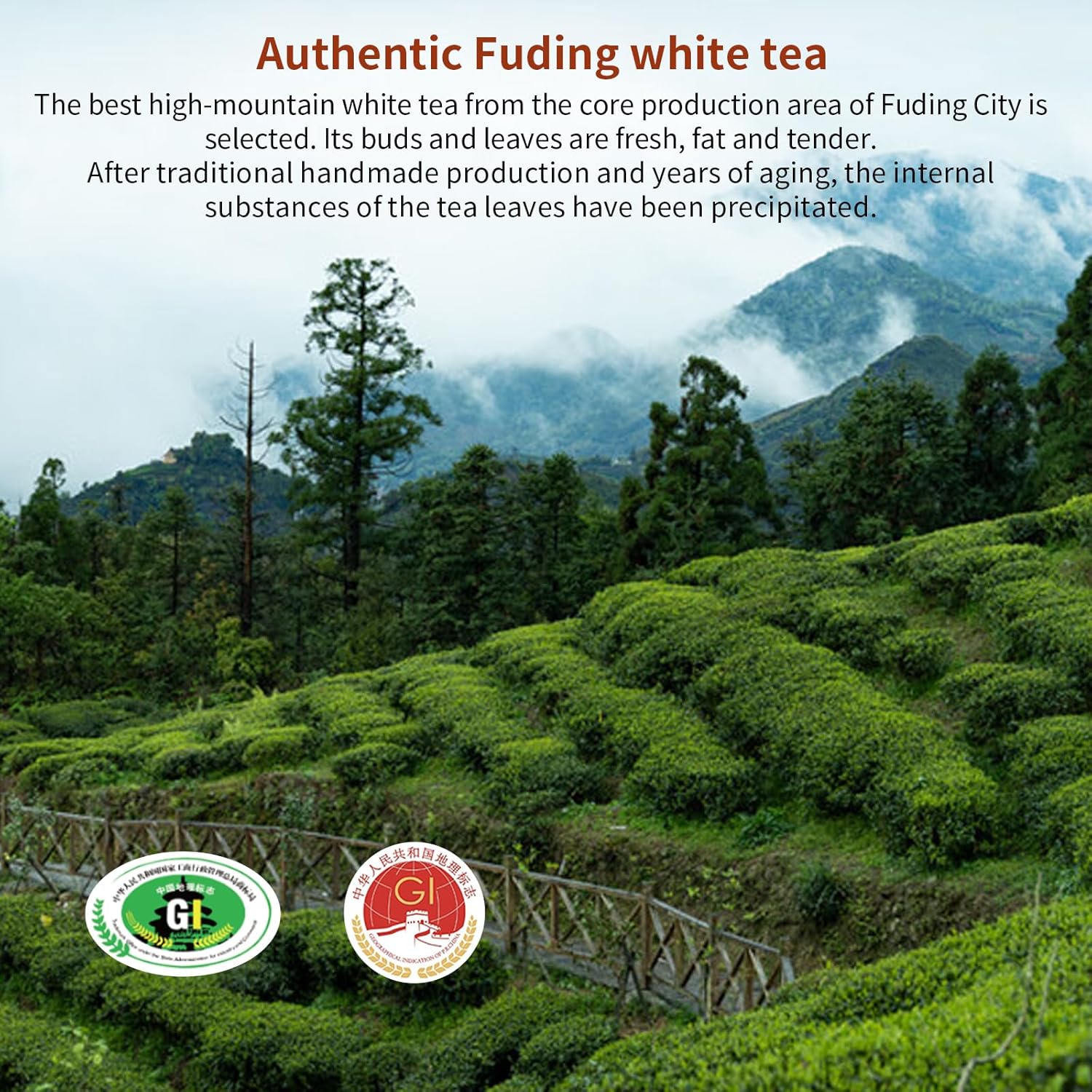 Yuexi Shou Mei White Tea Pearls 2013 Yr Chinese Tea Fuding Aged White Tea Dragon Ball Shou Mei Tea BaiCha Jujube Aroma 白茶 寿眉老白茶 寿眉龙珠 福鼎白茶 7.05oz/200g