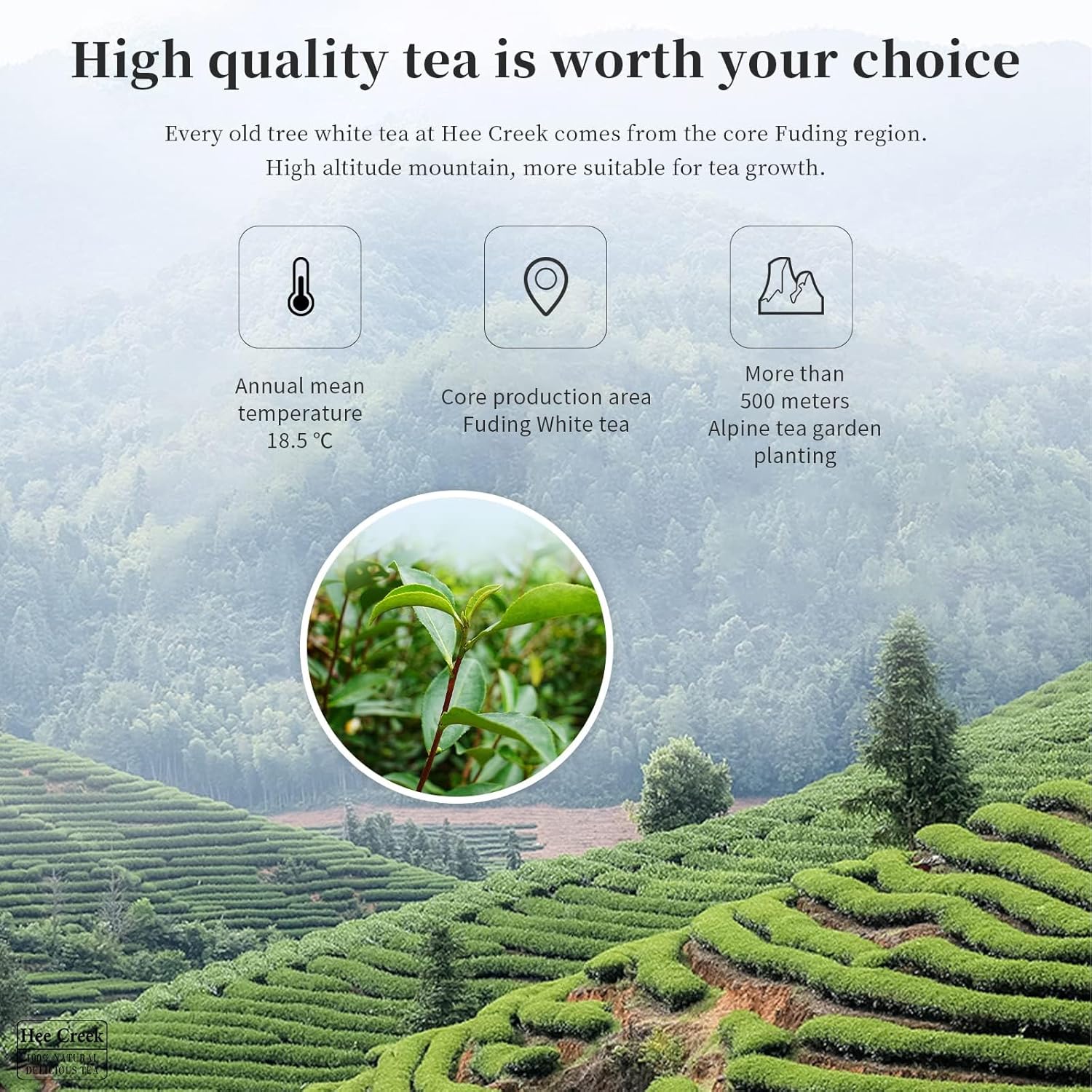 Hee Creek Fuding White Tea Cake 300g/10.58oz Super Grade 2017 Year Chinese Kung Fu Tea Organically Grown Fujian China Fuding, Low Caffeine 白茶 福鼎白茶寿眉 陈年老白茶