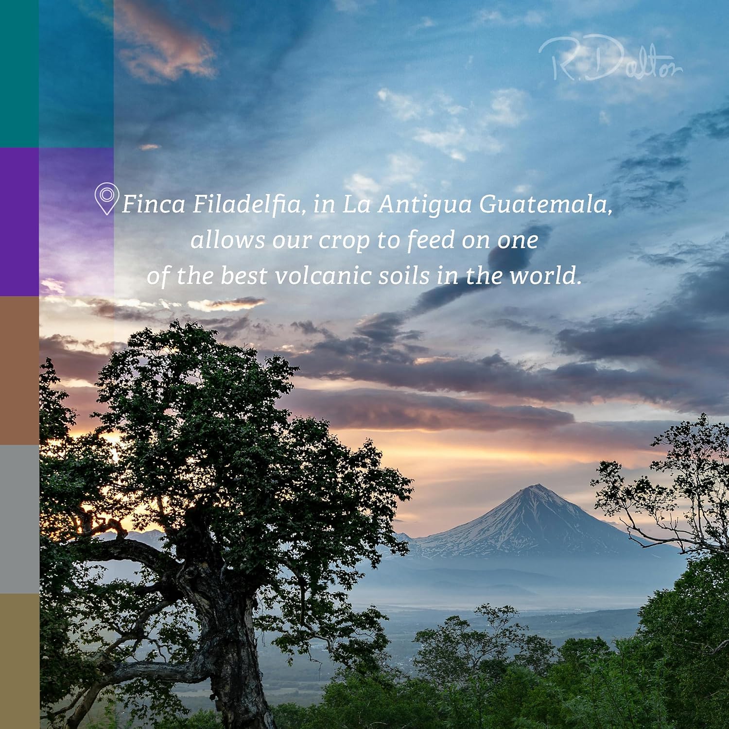 R. Dalton Coffee Supremo Estate Blend Ground Coffee - Medium Roast - Flora And Citric Fruit Notes - All Brewing Methods - Premium Quality – From Antigua Guatemala – 100% Arabica - 12 oz